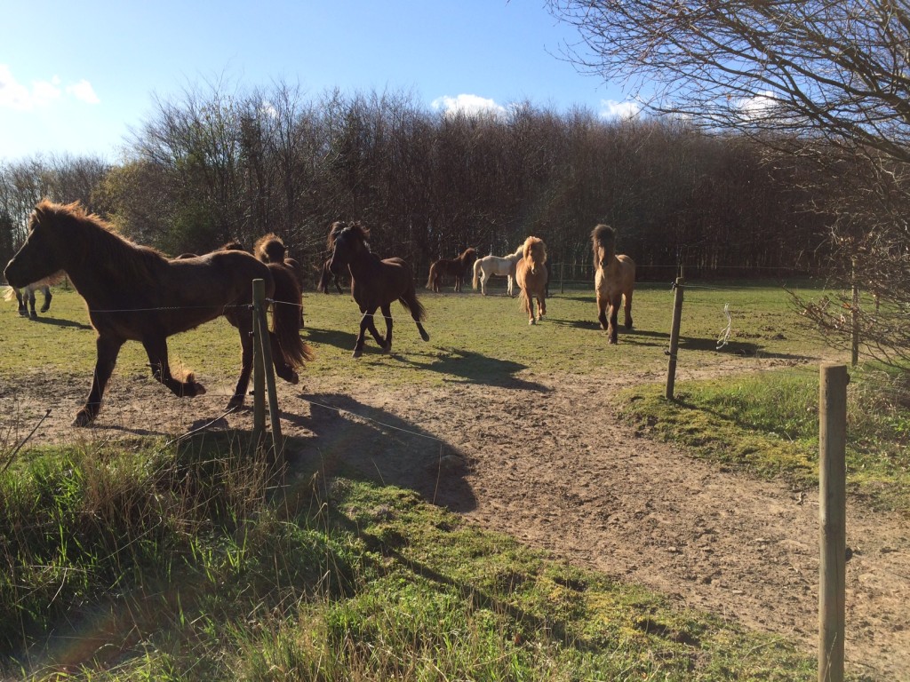 Glade heste en sommeraften
